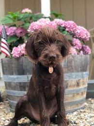 Pudelpointers outperform all other breeds in versatile hunting tests. Motherlode Gun Dogs Specializing In Pudelpointers Home Facebook