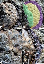 Image result for Icacinaceae