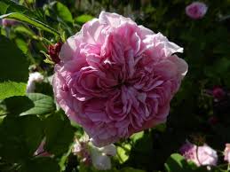 Rosen Im Mai 2012 Schone Rose Garten Pur Rosen