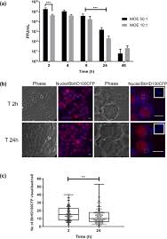 Moe.edu.my links to network • 0.000407% of global internet users visit moe.edu.my. Engulfment Persistence And Fate Of Bdellovibrio Bacteriovorus Predators Inside Human Phagocytic Cells Informs Their Future Therapeutic Potential Scientific Reports