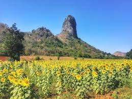 Karena telah dipanggang, biji ini. Sunflower Festival Di Lopburi Thailand Pergidulu Com