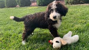See full list on dogsbestlife.com Bernese Mountain Dog Poodle Mix Your Complete Breed Guide To The Bernedoodle Thegoodypet