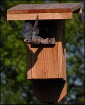 Tpwd Nestboxes And Birdhouses For Common Birds