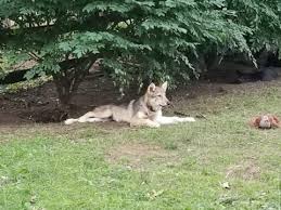 Zillow has 46 homes for sale in temperance mi. Indian Creek Zoo Giraffes Sloths Lambertville Mi