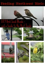 diy bird seed blends for feeding wild