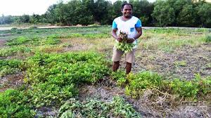 Guru agribisnis tanaman pangan dan holtikultura pertama. Irigasi Masih Kering Petani Di Sikka Fokus Tanaman Hortikultura Cendana News