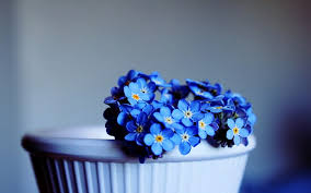 Where can i get potted flowers near me. Hd Wallpaper Me Nots Flowers Pot Close Up Blue Indoors Flowering Plant Wallpaper Flare