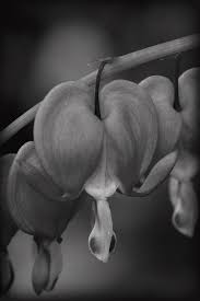 They are generally early bloomers and have wonderful soft, lacy foliage. Black And White Bleeding Heart Photograph By Michael Morse