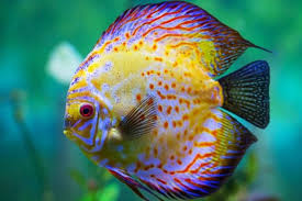 Melanotaenia praecox ialah spesies ikan dalam keluarga melanotaeniidae, dikenal juga untuk rainbowfish neon. 7 Jenis Ikan Hias Air Tawar Langka Dan Indah Dunia Ikan