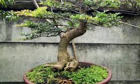 Maybe you would like to learn more about one of these? Bonsai Kawista Pengertian Dan 5 Cara Merawatnya