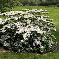 When to prune viburnum while light pruning can be performed anytime throughout the year, it's of course, much of viburnum pruning depends on the variety grown too. Shasta Viburnum Spring Hill Nurseries