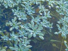 Image result for Callitriche