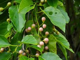 Image result for Cordia