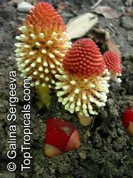 Image result for Balanophoraceae