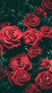 ꮲꮖnnꭼꭰ fꭱꮎꮇ ꮖꮪꮪꭺꭰꮜᏼᏼ rose wallpaper flowers photography red wallpaper