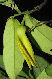 Image result for Annickia ambigua