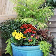 Image result for sanvitalia combine in pots