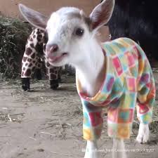No obstante, sin importar lo divertidas que puedan ser, estas requerirán cuidados excelentes para poder desarrollarse. Vix Mujer Estas Cabras Bebes Visten Pijamas Y Tu Corazon Puede Que No Lo Resista Facebook