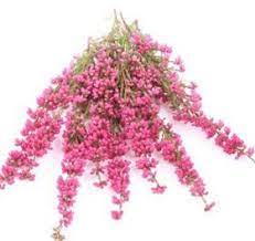 Mayesh Wholesale Florists Search Our Flower Library Heather Flower March Wedding Flowers Flower Dictionary