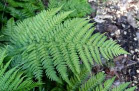 Image result for Dryopteris schizopaleata