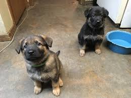It is important to get your female german shepherd into a secure nest where they can be safe, warm, and comfortable to deliver their puppies. How We Raise Our Puppies Austerlitz German Shepherd Dogs