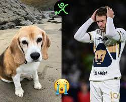 AARON RAMSEY EXTRAVÍA A SU PERRITA 😥😭 Aaron Ramsey y su esposa publicaron  en sus redes sociales que el fin de semana en un paseo en San Miguel de  Allende, Guanajuato, perdieron