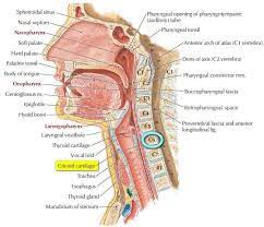 Pin On Anatomy