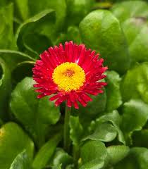Image result for Bellis