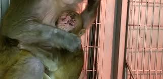 Baby monkey posted a video to playlist pitiful baby monkey. Lab Shocks Monkey Penises Until Ejaculation Peta