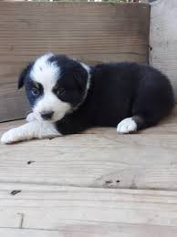 Australian Shepherds of TN