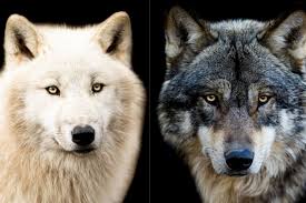 GreenMe - Avete mai sentito parlare della leggenda dei due #lupi? È attribuita ai #Cherokee, popolo nativo del Nord America, e nella sua estrema semplicità racchiude una verità importantissima. ?La leggenda narra