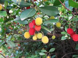 「arbutus tree」の画像検索結果