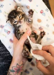 When a kitten has an accidental poop, it's important to clean them up in a way that is gentle and safe. Stimulating Kittens Kitten Lady