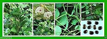 Image result for Macrotyloma uniflorum