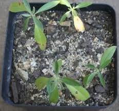 Image result for Barleria lancifolia
