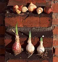 These flowers are thumb sized, white, and naked. Plant Library Bulbs Corms Tubers Rhizomes Payne S Nurseries
