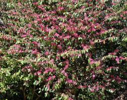 May and again in july. Georgia Backyard Nature Flowering Shrubs