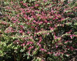 While they will grow in sun given moist soil. Georgia Backyard Nature Flowering Shrubs