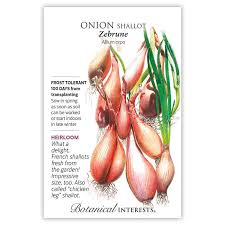 Image result for shallots