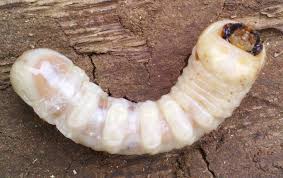 The larvae or grubs are creamy white in color. Beetles Archives Page 480 Of 855 What S That Bug