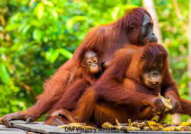 Los Orangutanes De Borneo En Indonesia Como Organizar La Excursion Om Viajes Y Relatos