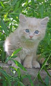 Pictures Of Domestic Long Hair Cat Breed In 2020 Cute Baby Cats Kittens Cutest Cute Cats