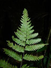 Image result for Triplophyllum