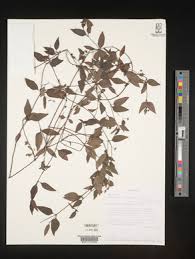 Image result for Oldenlandia echinulosa