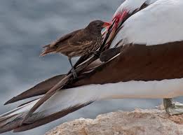 British meals tasty treats a traditional meal eating the british way what's your idea of british food? Five Astounding Animal Adaptations In The Galapagos Islands