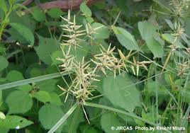 Image result for Pycreus