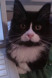 Black And White Cat With Pink Nose Love Tuxedo Cats Look At This Pink Nose Cats Kitty Pink