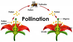 It especially pollinates small fruits like black and red currant, blueberry, raspberry, etc. Bees And Pollination Ypsilanti District Library