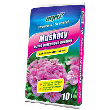 Image result for foto muškáty