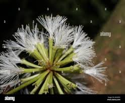 Image result for Fabaceae subfamily Mimosoideae